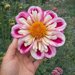 Dahlia 'Bumble Rumble' – dahlia tubers, main product photo (Harding & Bloom)