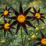 Dahlia 'Verrone’s Obsidian' – dahlia tubers, main product photo (Harding & Bloom)