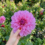 Dahlia 'Arthur Hambley' – (Decorative) - Harding & Bloom