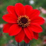 Dahlia 'Bishop of Llandaff' - Harding & Bloom