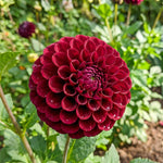 Dahlia 'Downham Royal' - Harding & Bloom