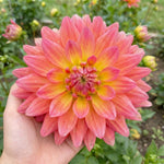 Dahlia 'Rainbow Silence' (Decorative) - Harding & Bloom