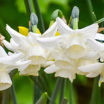 Daffodil (Narcissus) 'Ice Wings' - Harding & Bloom