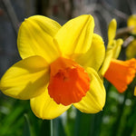 Daffodil (Narcissus) 'Jetfire' - Harding & Bloom