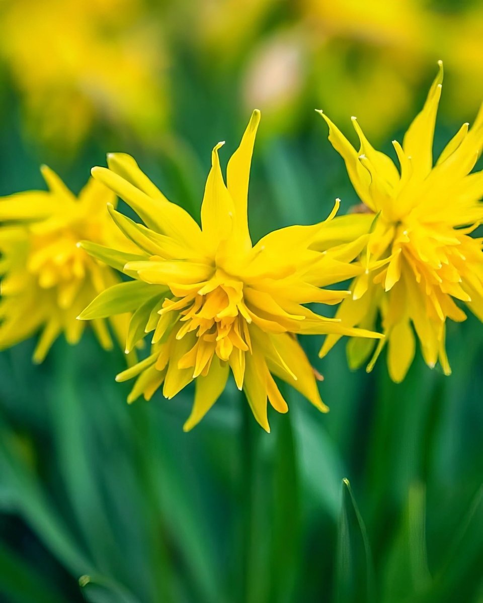 Daffodil (Narcissus) 'Rip van Winkle' - Harding & Bloom
