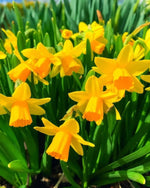 Daffodil 'Tête - à - Tête' - Harding & Bloom