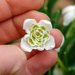 Double Snowdrop 'Flore Pleno' - Harding & Bloom