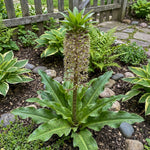 Eucomis 'Bicolor' (Pineapple lily) – lily bulbs, main product photo (Harding & Bloom)