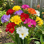 Freesia 'Double Mixed' – freesia corms, main product photo (Harding & Bloom)