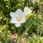 Freesia 'White' (single) – freesia corms, product photo 2 (Harding & Bloom)