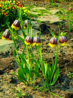 Fritillaria 'Michailovskyi' - Harding & Bloom