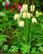 Fritillaria 'Meleagris Alba' (Snake's Head Fritillary) - Harding & Bloom