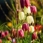 Fritillaria 'Meleagris' (Snake's Head Fritillary) Mix - Harding & Bloom