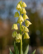 Fritillaria 'Pallidiflora' - Harding & Bloom
