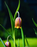 Fritillaria 'Uva Vulpis' (Fox's Grape) - Harding & Bloom