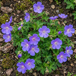 Geranium 'Brookside' (Cranesbill) – flower bulbs, main product photo (Harding & Bloom)