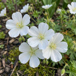 Geranium sanguineum 'Album' (Bloody cranesbill) – flower bulbs, main product photo (Harding & Bloom)