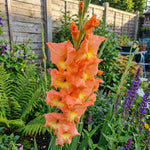 Gladiolus 'Peter Pears' – gladiolus corms, main product photo (Harding & Bloom)