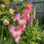 Gladiolus 'Priscilla' – gladiolus corms, main product photo (Harding & Bloom)