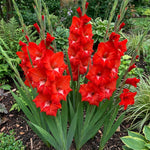 Gladiolus 'Traderhorn' – gladiolus corms, main product photo (Harding & Bloom)