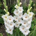 Gladiolus 'White Prosperity' – gladiolus corms, main product photo (Harding & Bloom)