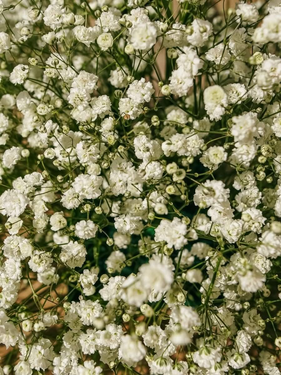 Gypsophila paniculata - Harding & Bloom