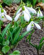 Giant Snowdrop 'Elwesii' - Harding & Bloom