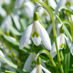 Giant Snowdrop 'Woronowii' - Harding & Bloom