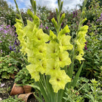 Gladiolus 'Prima Verde' (Sword Lily) - Harding & Bloom