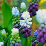 Grape Hyacinth 'Grape Ice' (Muscari) - Harding & Bloom