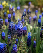 Grape Hyacinth 'Latifolium' (Muscari) - Harding & Bloom