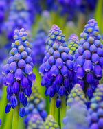 Grape Hyacinth 'Night Eyes' (Muscari) - Harding & Bloom