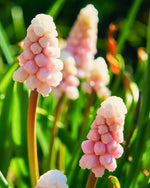 Grape Hyacinth 'Pink Sunrise' (Muscari) - Harding & Bloom