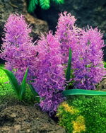 Grape Hyacinth 'Plumosum' (Muscari) - Harding & Bloom