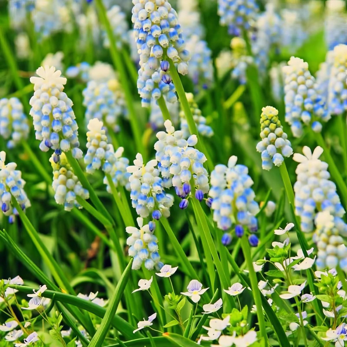 Grape Hyacinth 'Valerie Finnis' (Muscari) - Harding & Bloom