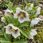 Helleborus orientalis (Lenten rose) – flower bulbs, main product photo (Harding & Bloom)