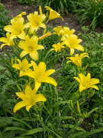 Hemerocallis 'Hyperion' (Daylily) – lily bulbs, main product photo (Harding & Bloom)