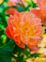 Hibiscus 'Peachilicious' - Harding & Bloom