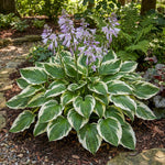 Hosta 'Patriot' (fortunei) (Plantain lily) – lily bulbs, main product photo (Harding & Bloom)