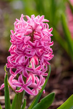 Hyacinth 'Johanna' - Harding & Bloom