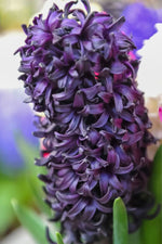 Hyacinth 'Midnight Sky' - Harding & Bloom