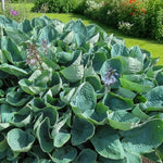 Hosta 'Big Daddy' (Plantain lily) – lily bulbs, main product photo (Harding & Bloom)