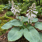 Hosta sieboldiana var. elegans (Blue hosta) – flower bulbs, main product photo (Harding & Bloom)
