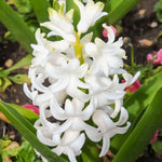Hyacinth 'Carnegie' - Harding & Bloom