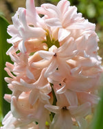 Hyacinth 'China Pink' - Harding & Bloom