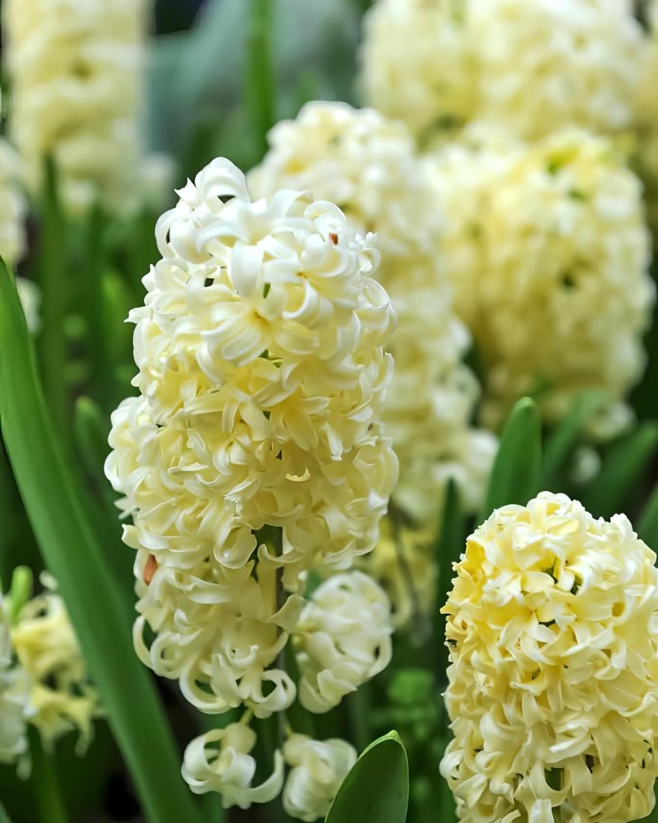 Hyacinth 'City of Haarlem' - Harding & Bloom