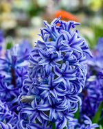 Hyacinth 'Delft Blue' - Harding & Bloom