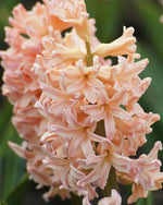Hyacinth 'Gipsy Queen' - Harding & Bloom