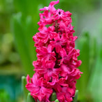 Hyacinth 'Jan Bos' - Harding & Bloom