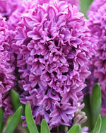 Hyacinth 'Miss Saigon' - Harding & Bloom